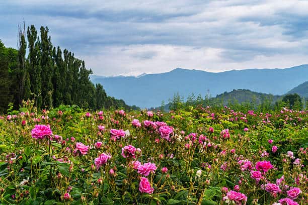 تصویر 3 از گل محمدی پرطراوت با گلبرگ‌های نرم و رایحه ماندگار طبیعی